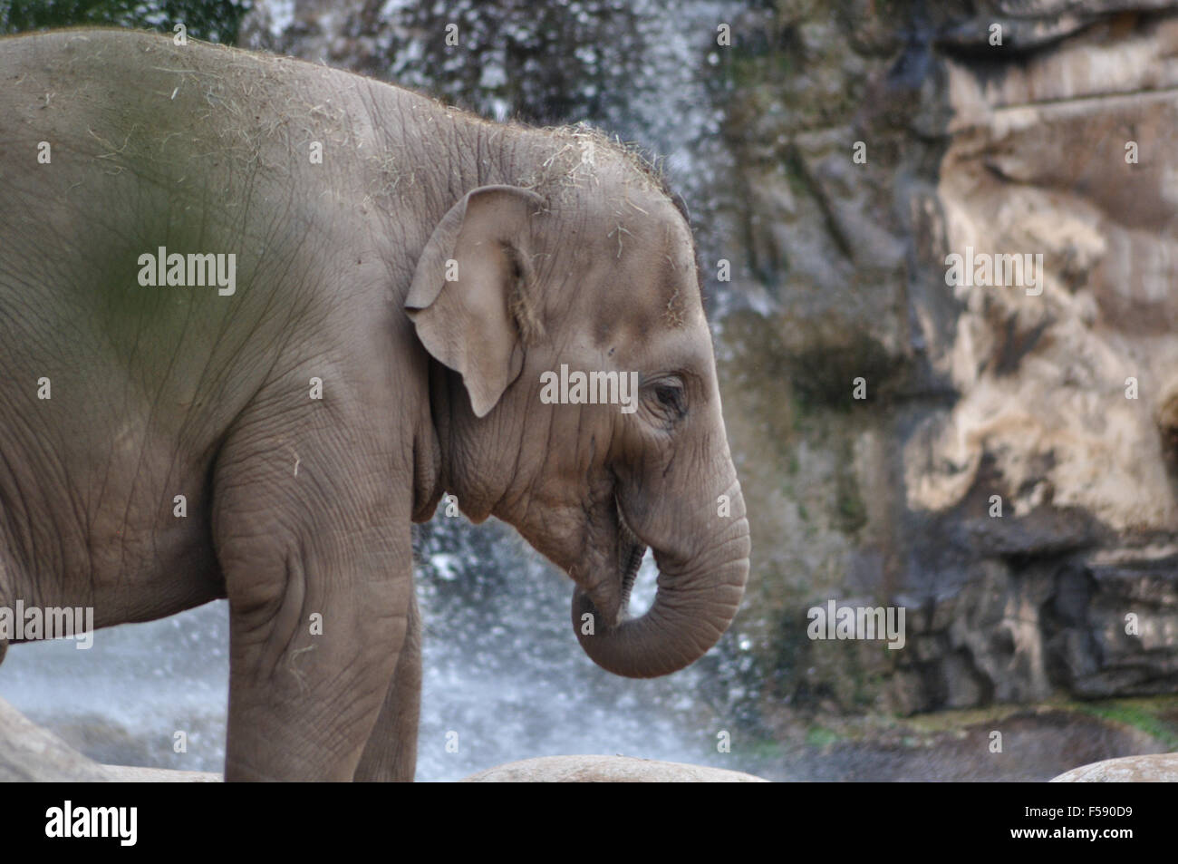 Un giovane elefante alimentazione stessa contro il fondale di una cascata Foto Stock