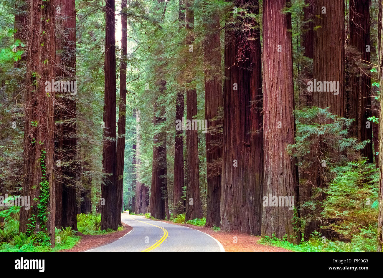 La Scenic 32-Mile Avenue dei giganti strada si snoda attraverso alcune delle più maestose antichi oliveti redwood nella Humbolt Redwoods State Park nel nord della California, Stati Uniti d'America. Dei tre tipi di redwoods, solo la costa Redwoods (Sequoia sempervirens) sono nativi per il parco. Coast Redwoods sono tra i più alti e alcuni dei più antichi di tutte le specie di alberi in tutto il mondo. Foto Stock