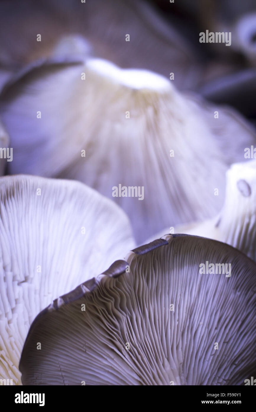 Lo spagnolo boletus funghi selvatici nel mercato degli agricoltori Foto Stock