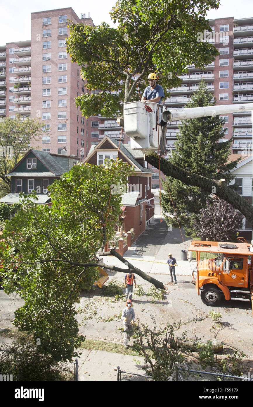 NYC rimozione alberi equipaggio abbattere un albero in pericolo di soffiare via durante una tempesta. Brooklyn, New York. Foto Stock