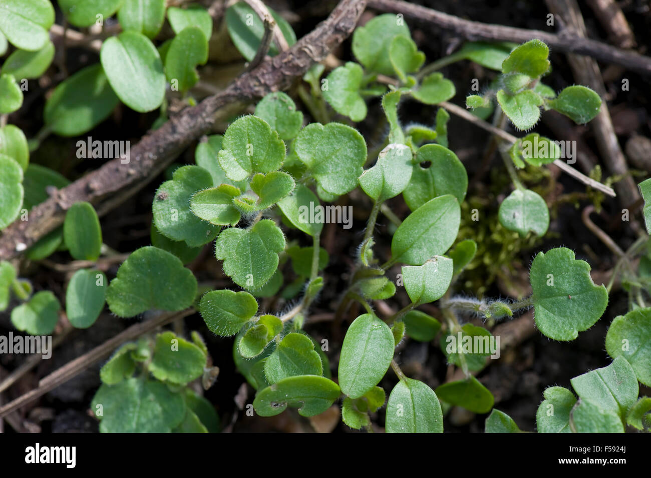 Un gruppo di giovani campo speedwell, Veronica pesica, di materiali di moltiplicazione e le piante giovani, Berkshire Marzo Foto Stock