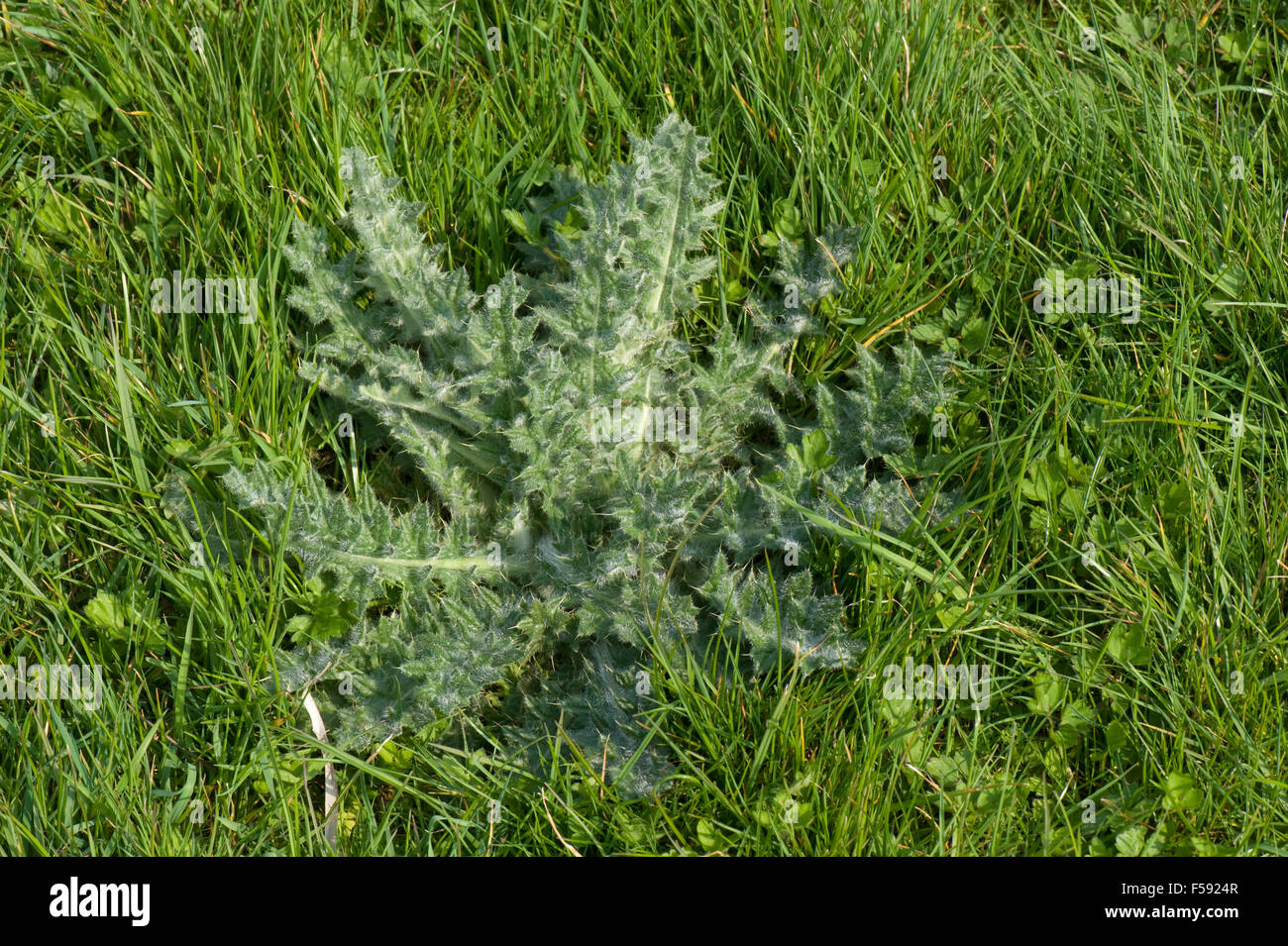 Una lancia thistle, Cirsium vulgare, leaf rosetta, un erbaccia in pascolo erba di prato, Berkshire, Aprile Foto Stock