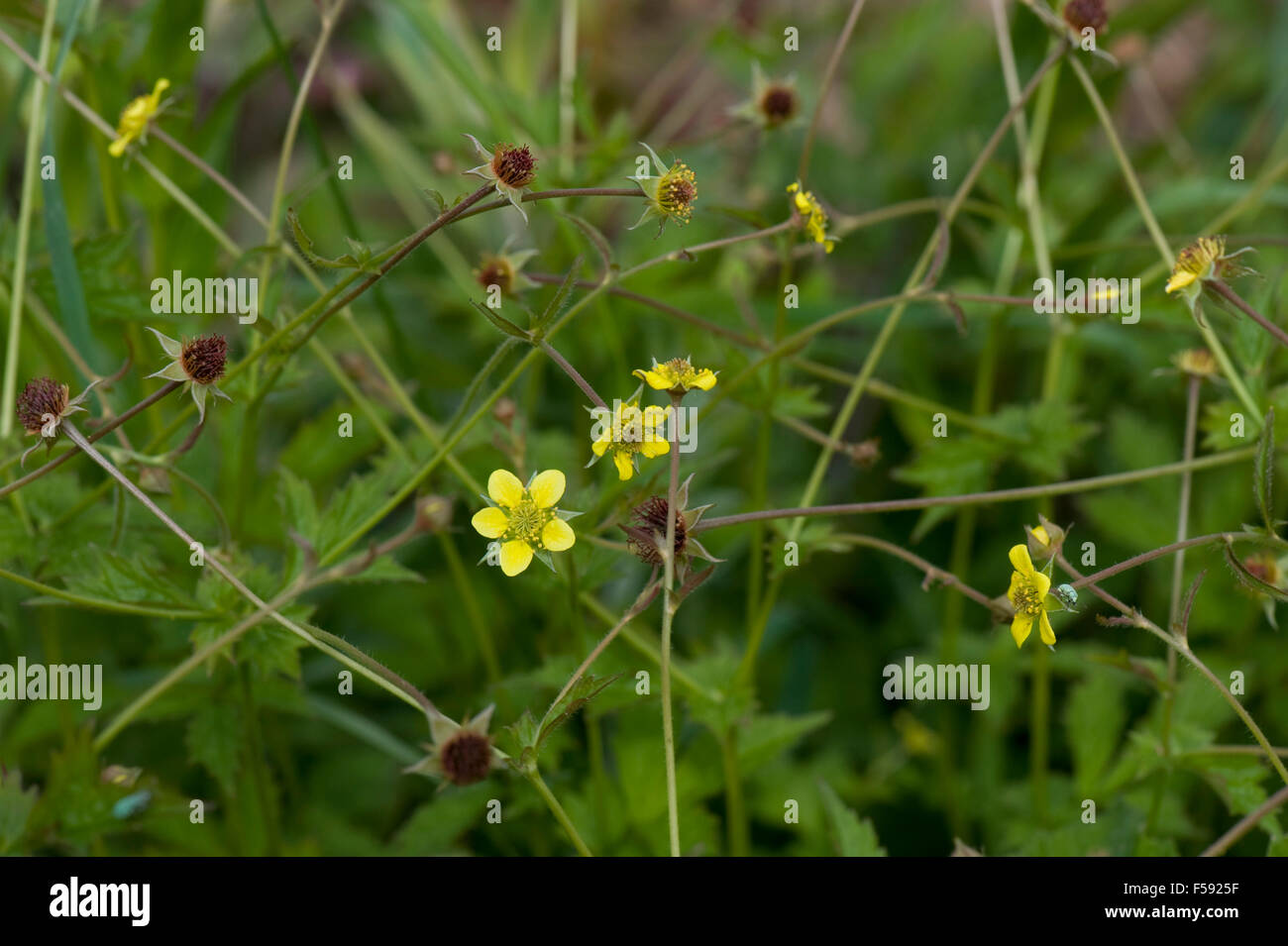 Herb Bennett, Geum urbanum, fiori di colore giallo e seedheads, Berkshire, Giugno Foto Stock