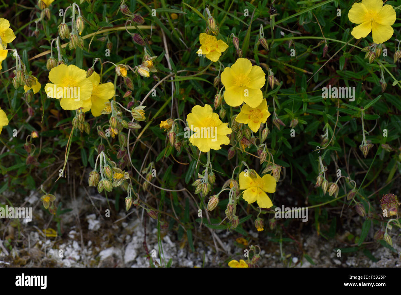 Comune di rock rose, Helianthemum nummularium, fioritura su chalk downland, Berkshire Giugno Foto Stock