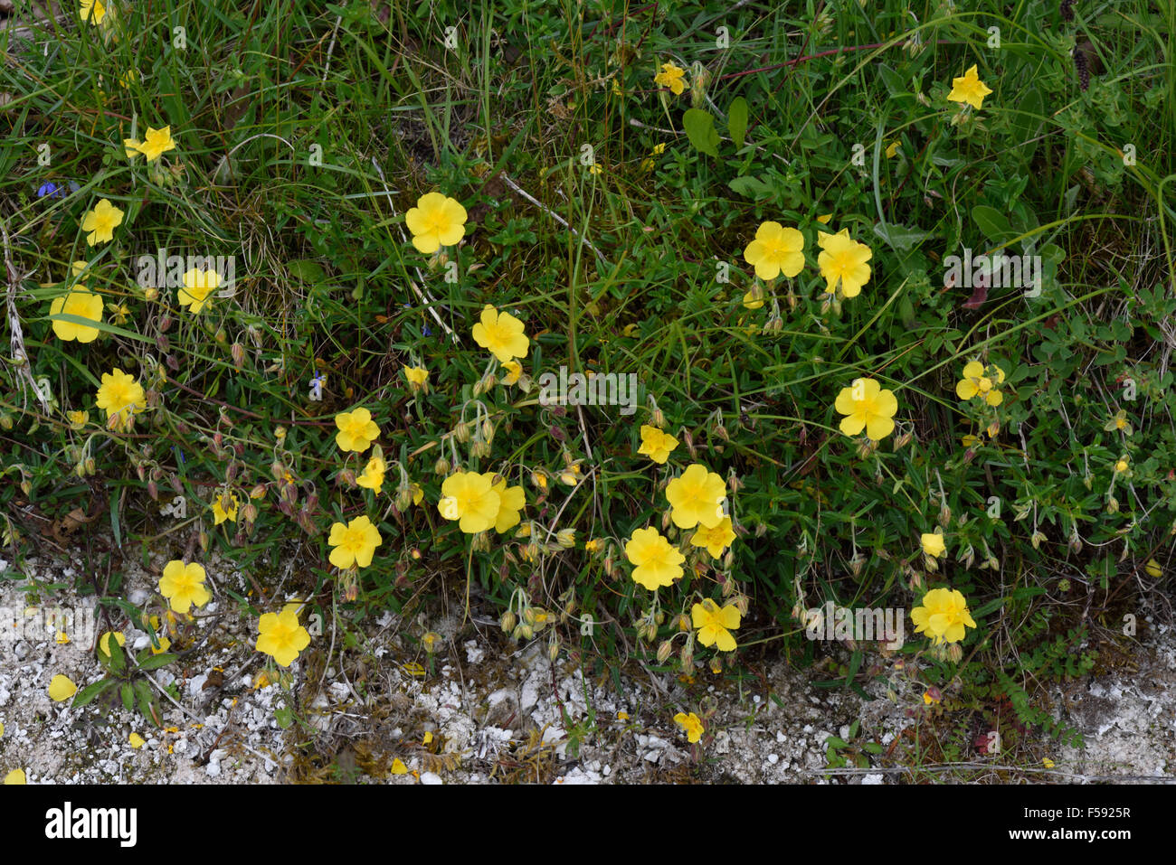 Comune di rock rose, Helianthemum nummularium, fioritura su chalk downland, Berkshire Giugno Foto Stock