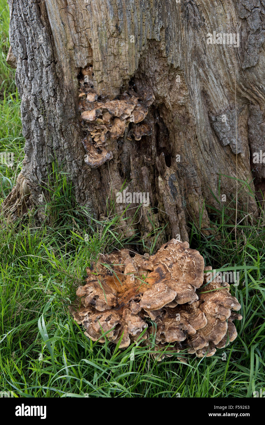 Base di un malato di albero di quercia, Quercus robur, con corpi fruttiferi di gigante polypore, Meripilus giganteus, Foto Stock