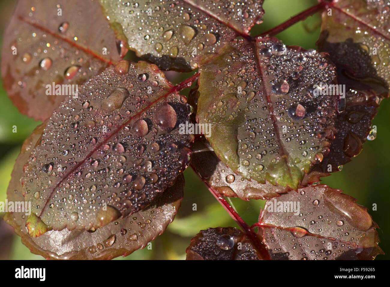 Discreta la pioggia di gocce di acqua su giovani red rose le foglie in autunno, Berkshire, Ottobre Foto Stock