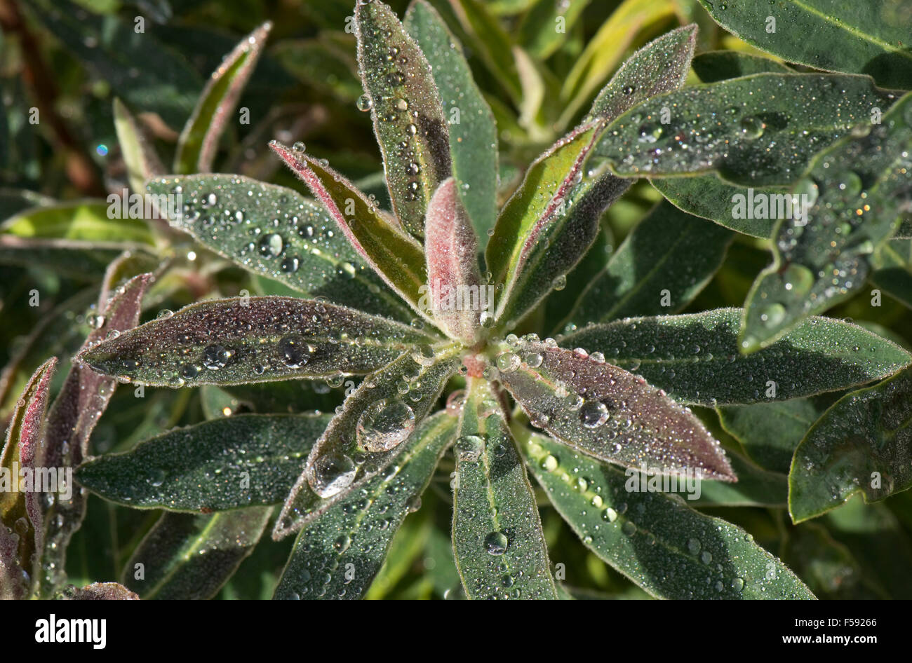 Gocce di pioggia sulle foglie giovani di euforbia ornamentali, Euphorbia, Berkshire, Ottobre Foto Stock