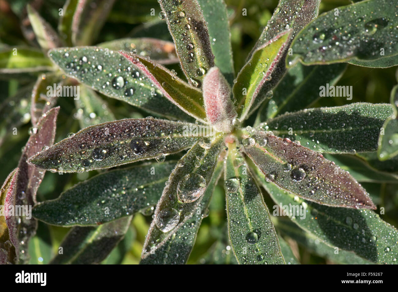 Gocce di pioggia sulle foglie giovani di euforbia ornamentali, Euphorbia, Berkshire, Ottobre Foto Stock