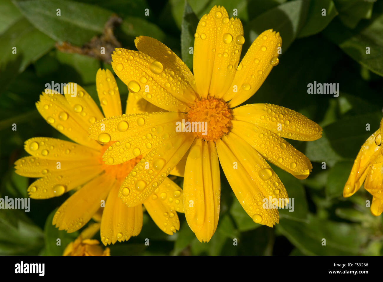 La pioggia le goccioline di acqua su un giallo calendula, Calendula officinalis, fiore, Berkshire, Ottobre Foto Stock