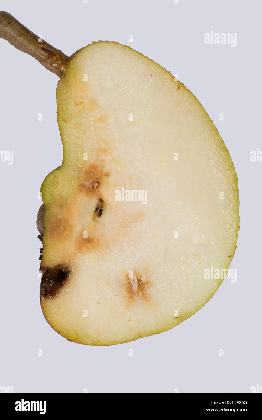 Deformità di frutta e hard growth interni su una pera causata dal virus della buca di pietra di pera, PSPV, Foto Stock