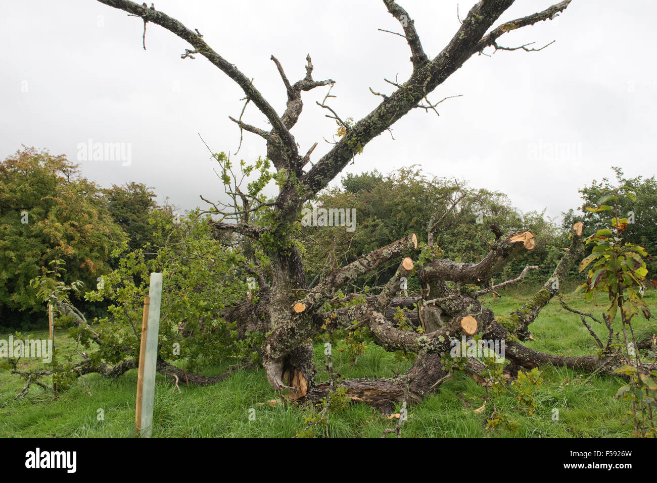 Caduto albero di quercia, Quercus robur, con chioma rada marcio e ucciso da diversi patogeni fungini, Berkshire, Settembre Foto Stock