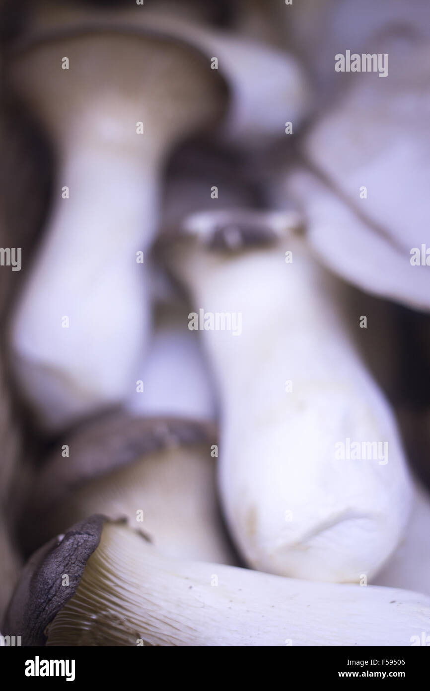 Lo spagnolo boletus funghi selvatici nel mercato degli agricoltori Foto Stock