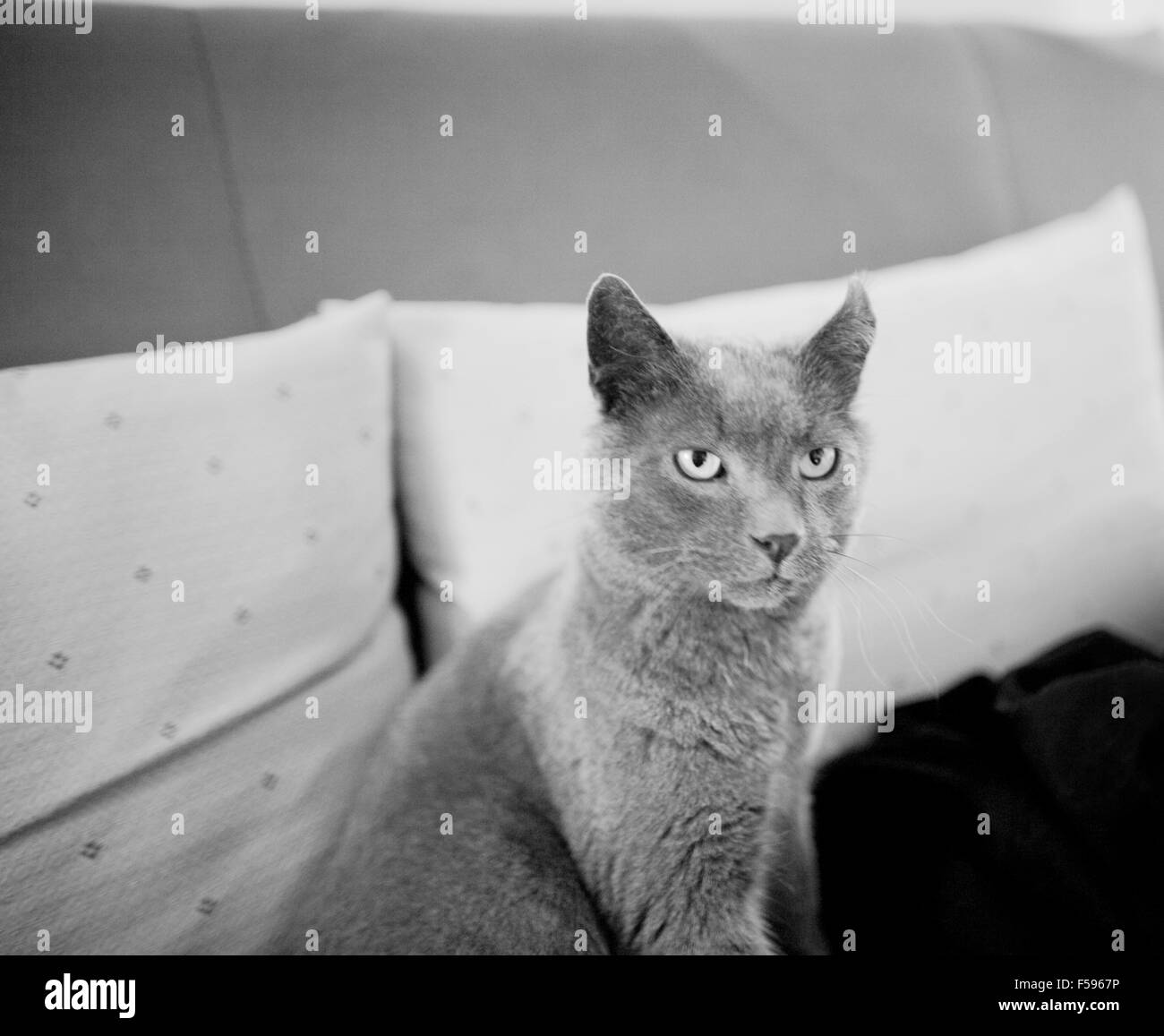 Bianco e nero digitale artistica rettangolare orizzontale foto ritratto gatto grigio seduto sul divano guardando lontano. Profondità di messa a fuoco con lo sfondo sfocato. Foto Stock