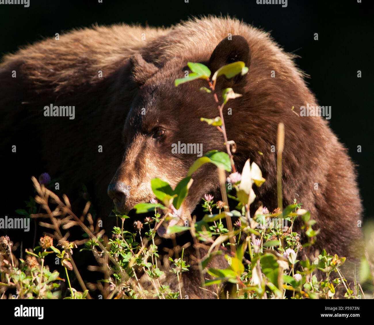 Black Bear (Ursus americanus) in Whistler, BC, Canada Foto Stock