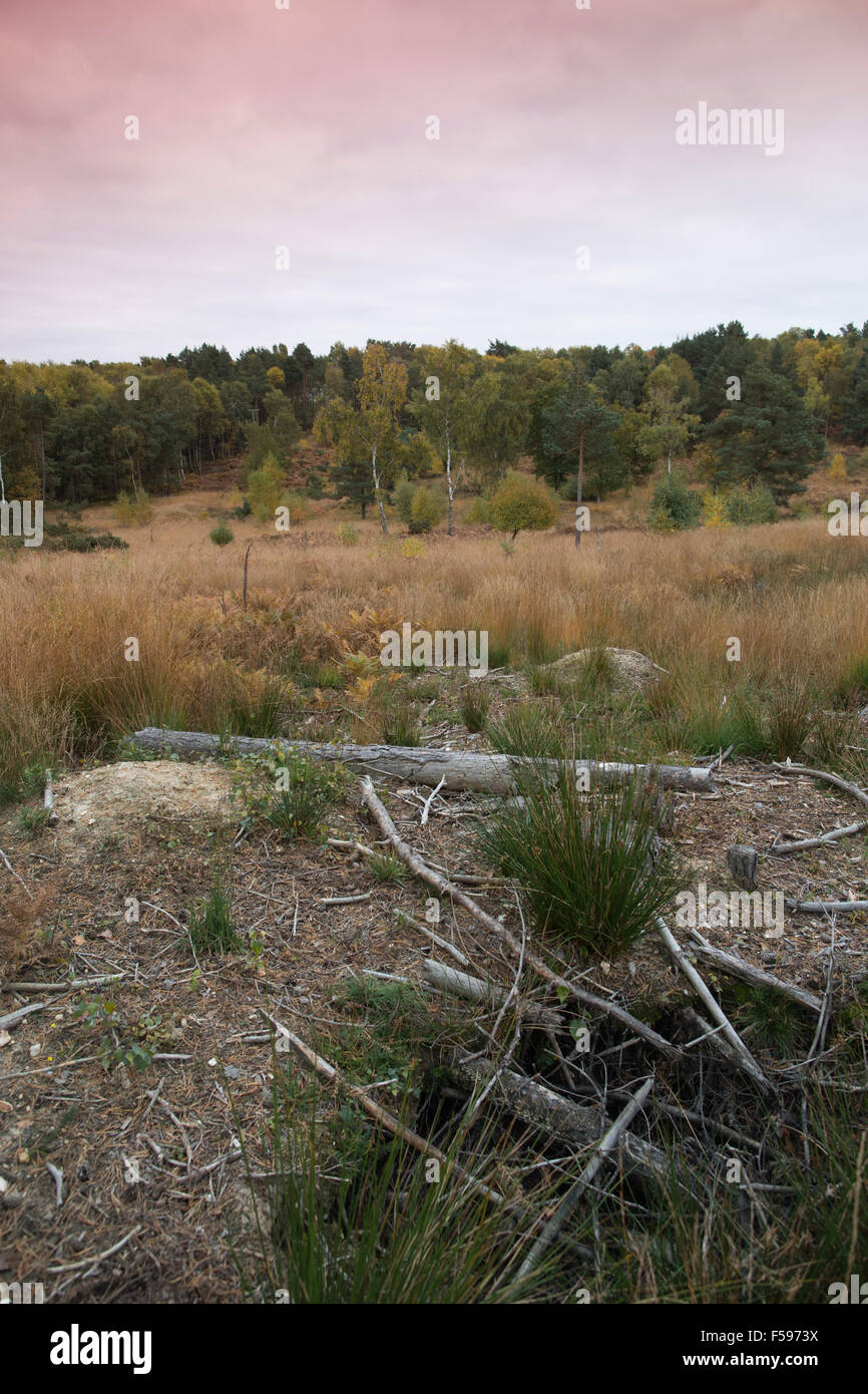 Hazeley Heath RSPB Riserva, Hartley Wintney, Hampshire, Inghilterra, Regno Unito Foto Stock