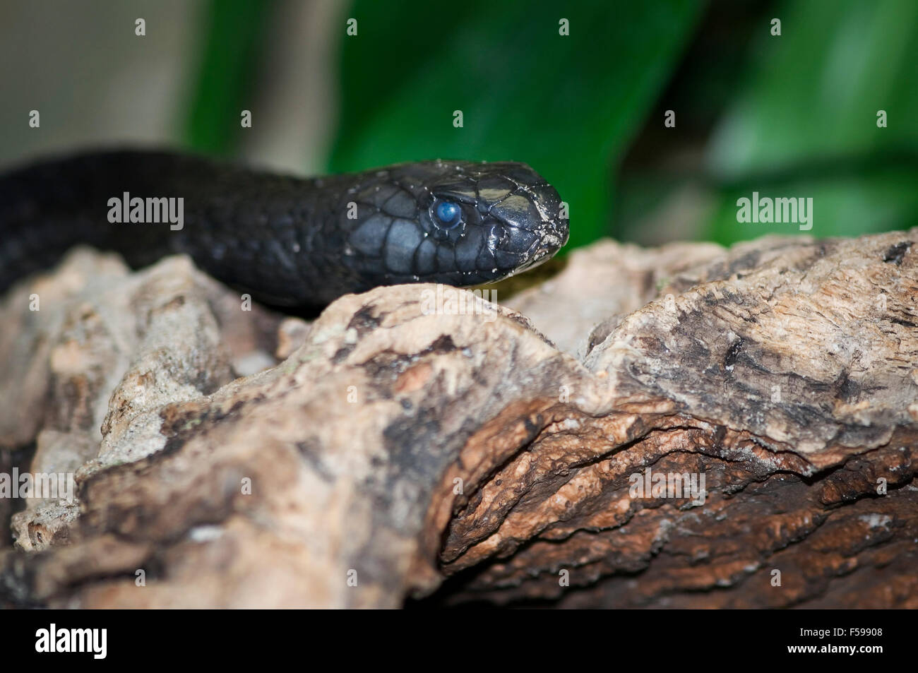 Giacente angolate piatte di close-up di un nero Cobra marocchino su legno Foto Stock