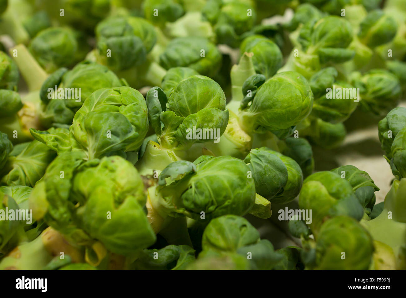 I CAVOLI DI BRUXELLES (Brassica oleracea) sulla levetta al mercato degli agricoltori - Pennsylvania USA Foto Stock