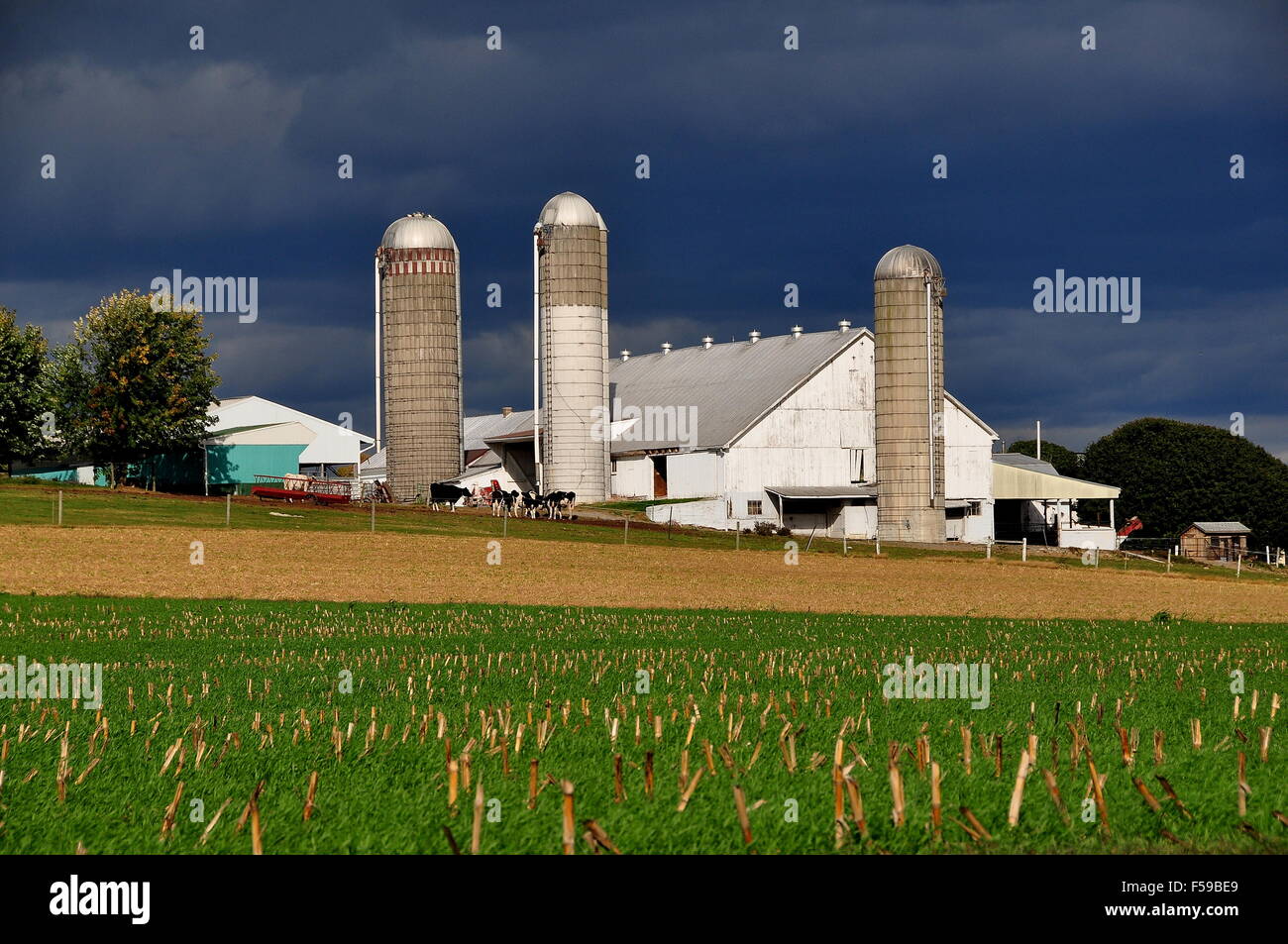 Lancaster County, Pennsylvania: le mucche al pascolo accanto ad un fienile Amish con tre silos alti Foto Stock