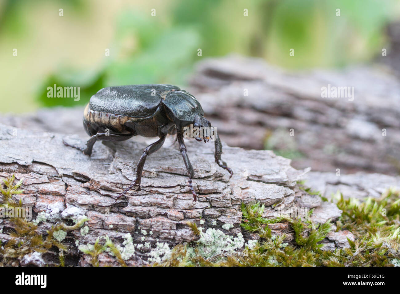 Eremita beetle Osmoderma eremita Foto Stock