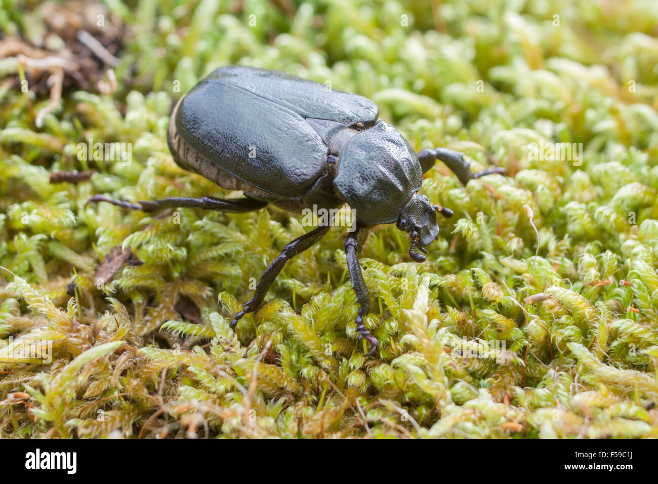 Eremita beetle Osmoderma eremita Foto Stock