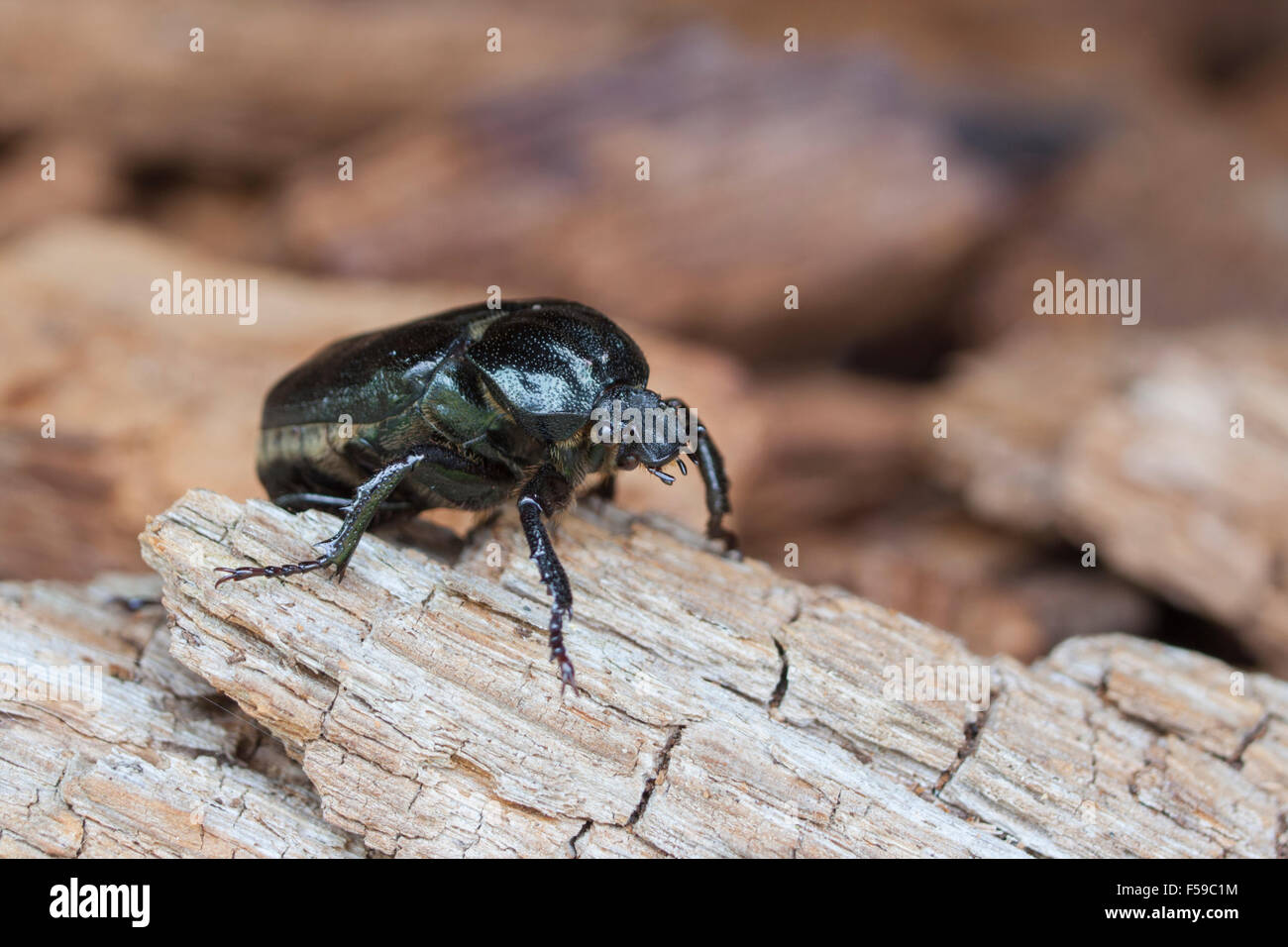 Eremita beetle Osmoderma eremita Foto Stock