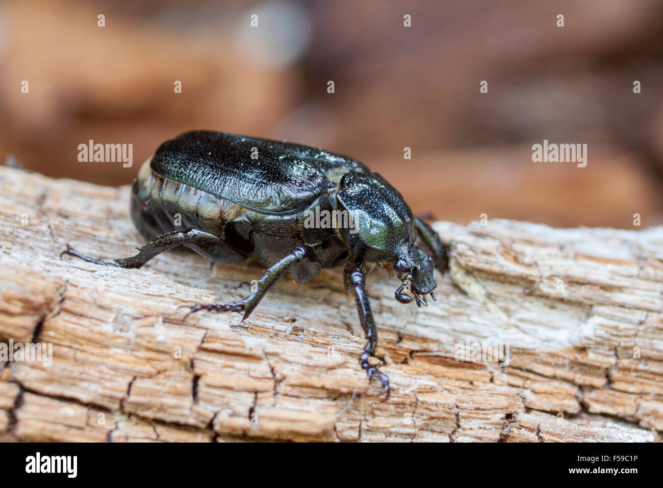 Eremita beetle Osmoderma eremita Foto Stock