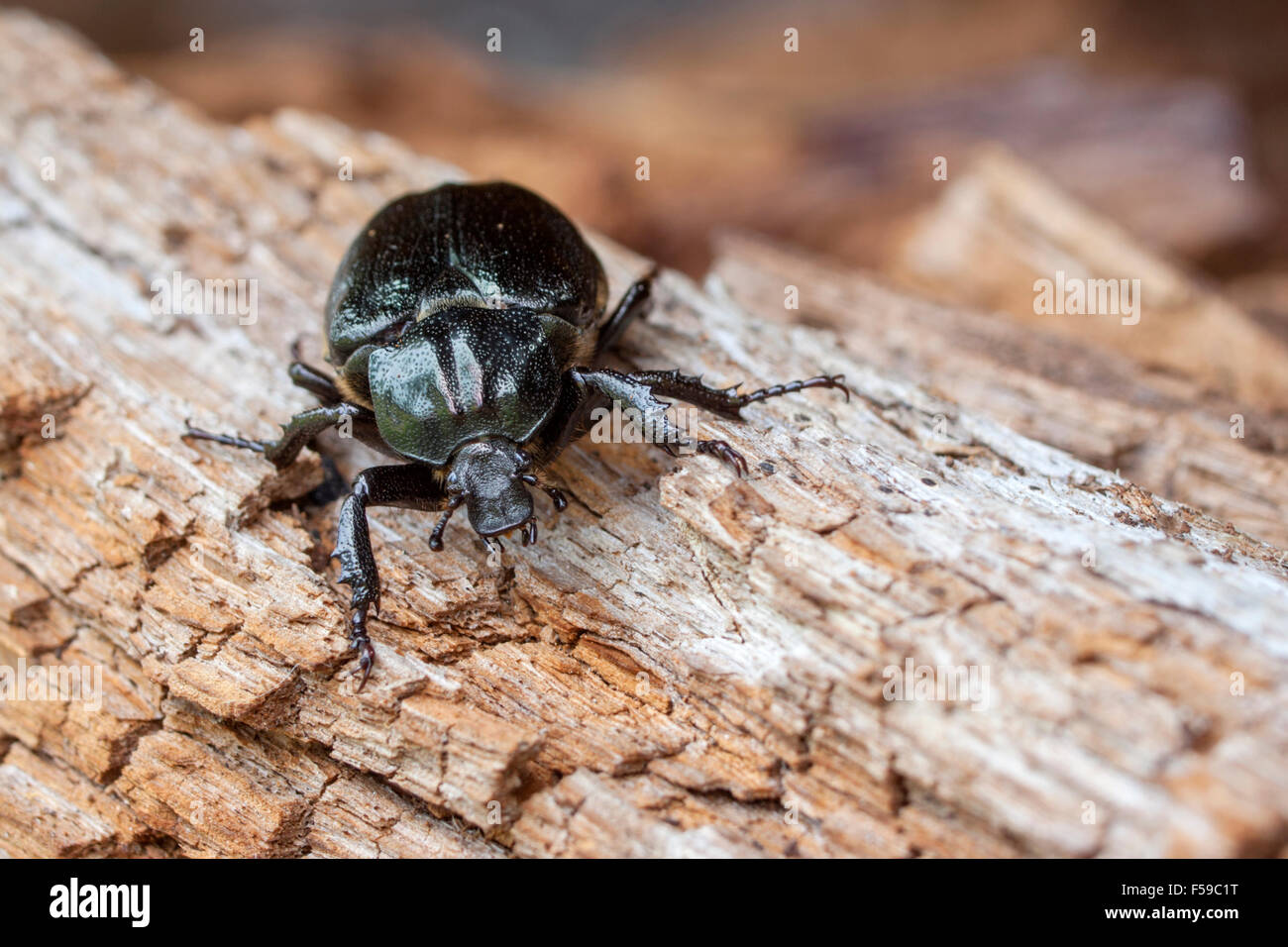 Eremita beetle Osmoderma eremita Foto Stock