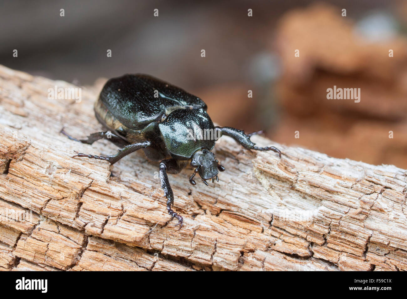 Eremita beetle Osmoderma eremita Foto Stock