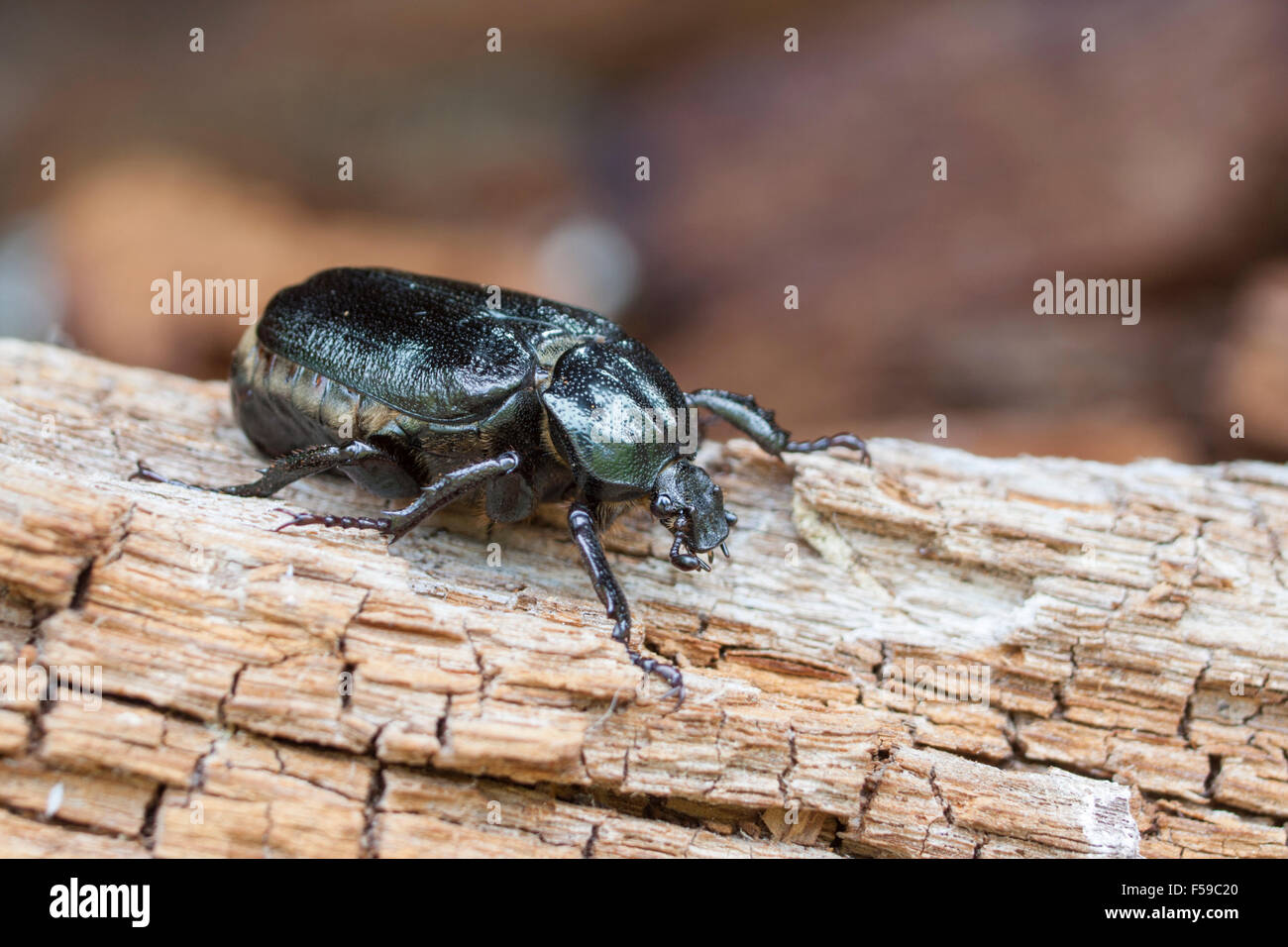 Eremita beetle Osmoderma eremita Foto Stock