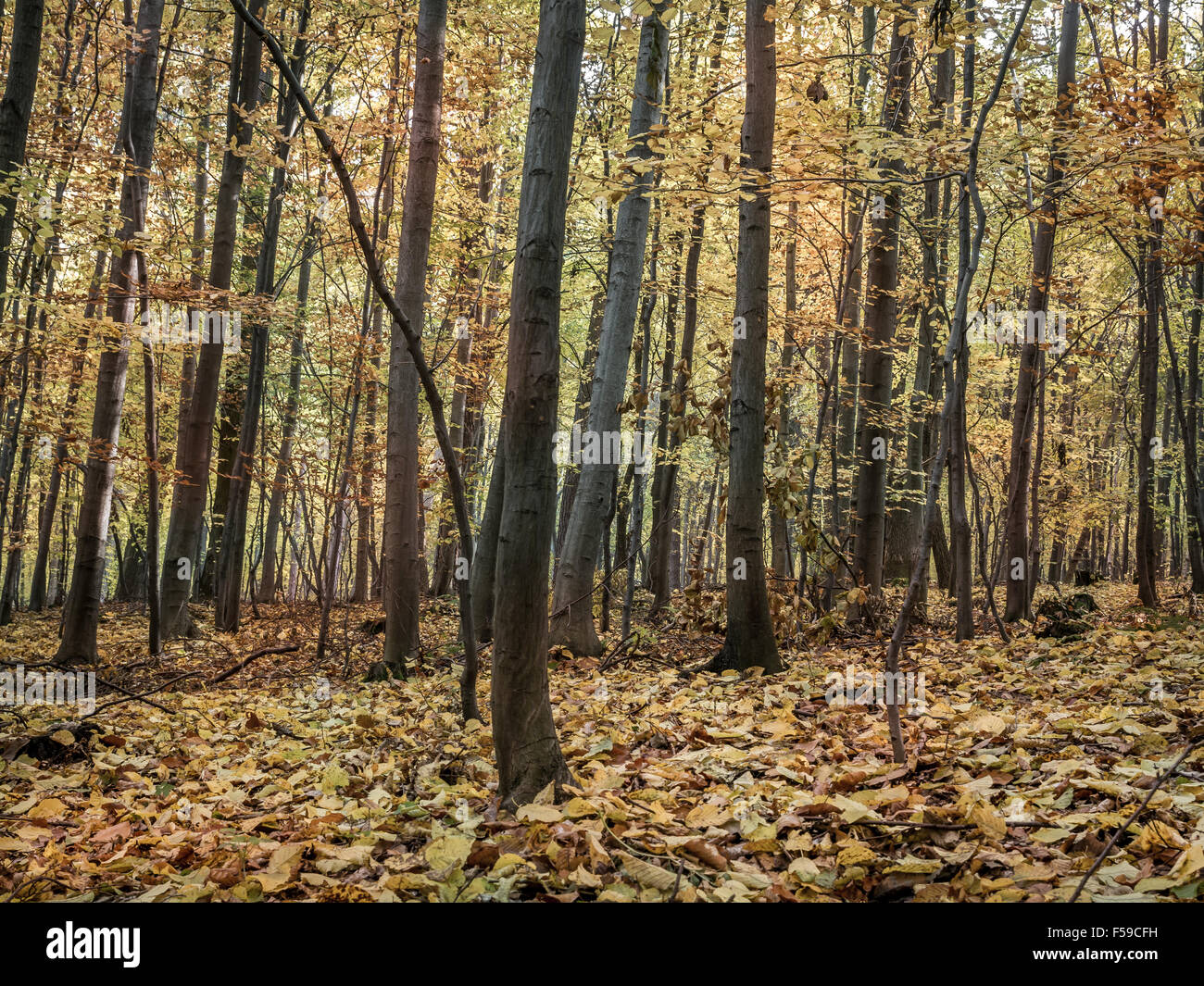 Bosco in autunno con il suolo coperto di foglie morte Foto Stock