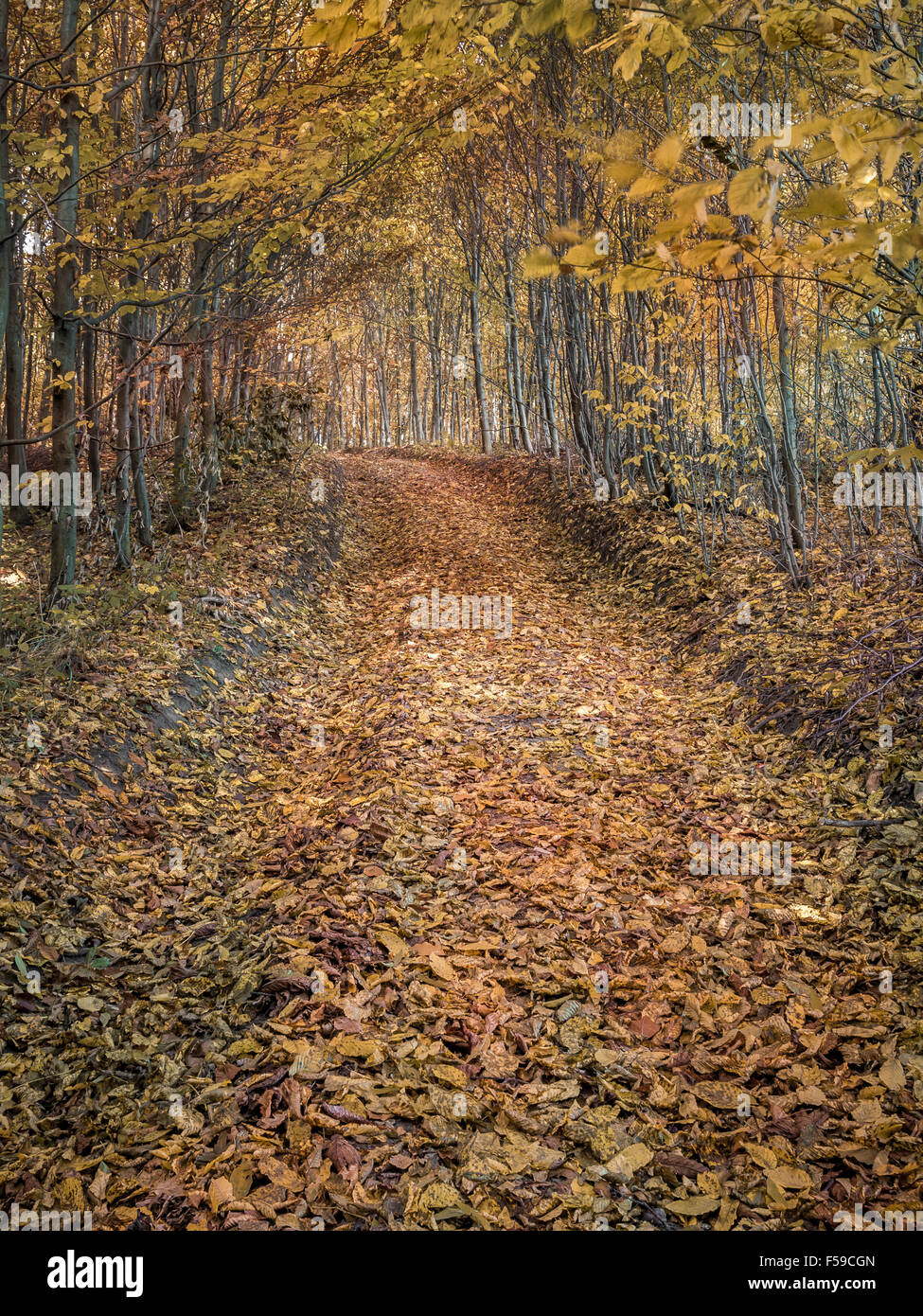 Il percorso nel bosco coperto con foglie in autunno i colori Foto Stock