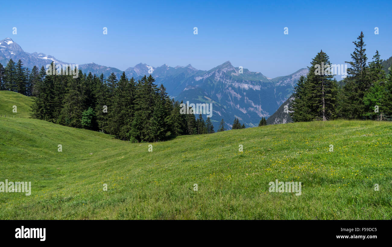 Vista di un prato alpino in estate, incorniciato da abeti. Eggberge, Cantone di Uri, Svizzera. Foto Stock