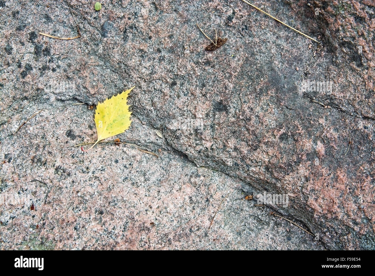 Giallo foglie di betulla sulla roccia di granito in Varmland, Svezia. Foto Stock