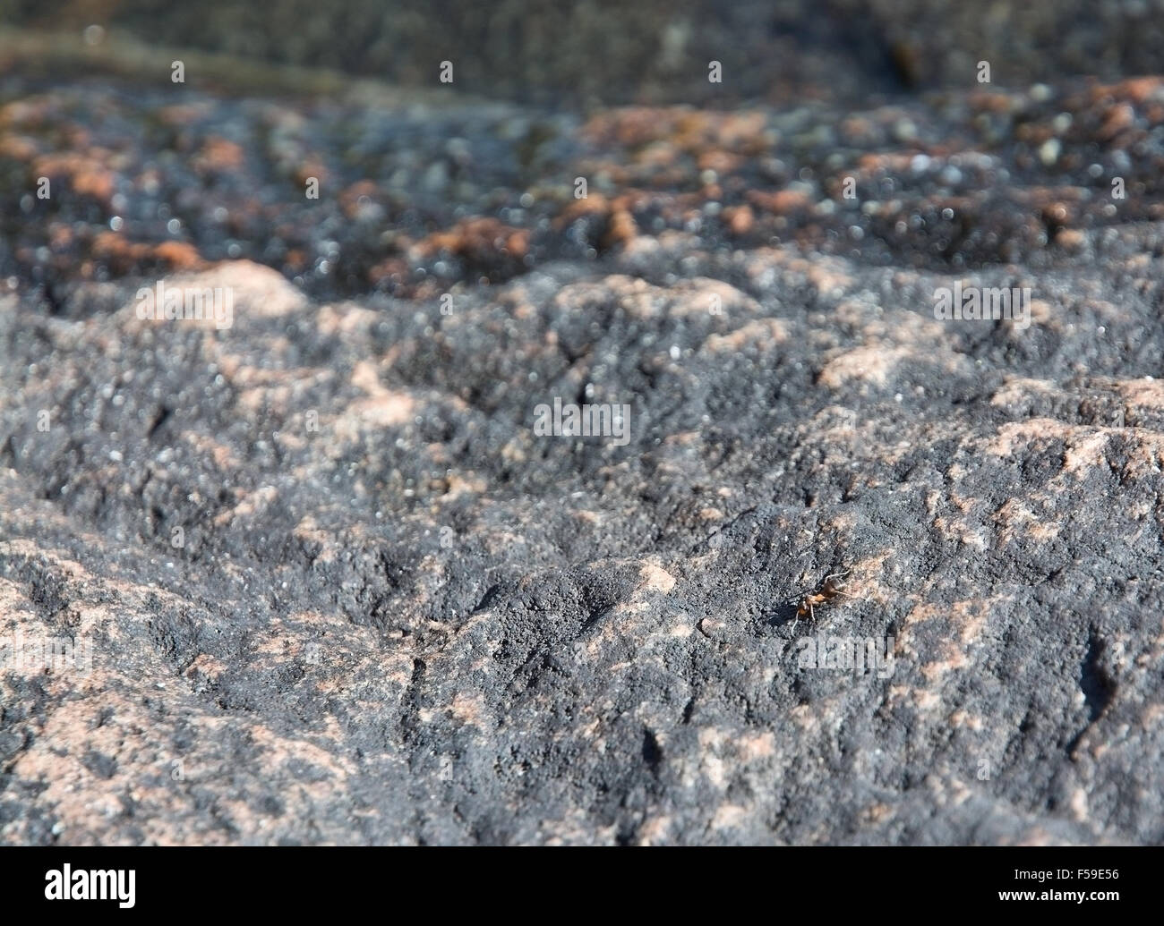 Forest ant sulla roccia di granito in Varmland, Svezia. Foto Stock