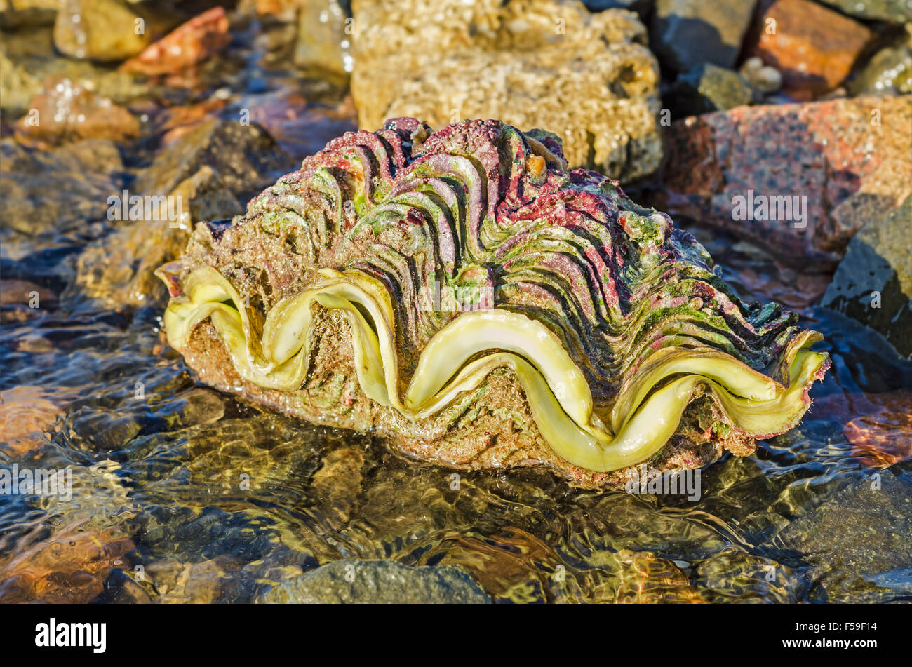 Tridacna giant clam shell sulla spiaggia, mare rosso. Big Shell Foto Stock