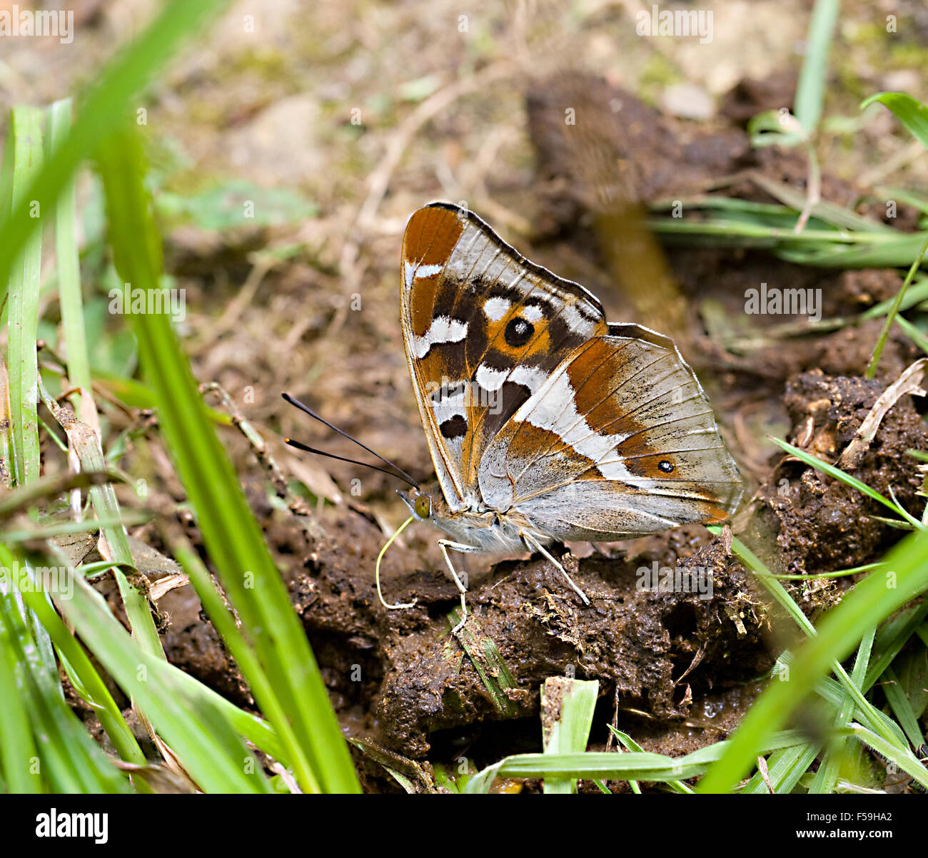 La parte inferiore di Viola imperatore butterfly Apatura iris al piano terra il percorso tenendo sali e nutrienti in boschi Fermyn riserva naturale Northhampton Foto Stock