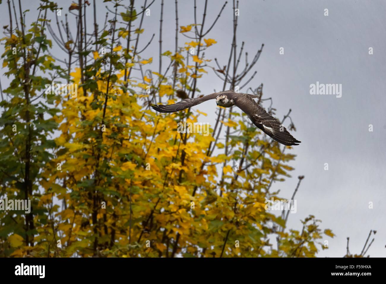 Saker falchi (Falco cherrug) battenti in Germania,l'Europa. Foto Stock