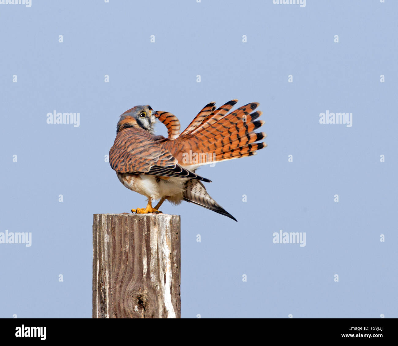 American Gheppio Preening Foto Stock