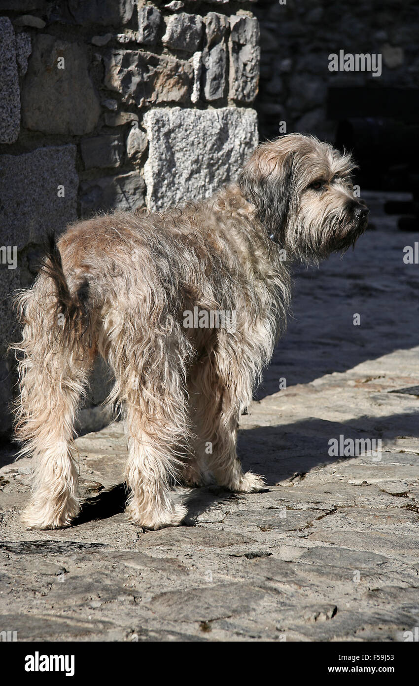 Il Catalano sheepdog è una razza di catalano cane dei pirenei utilizzato come sheepdog. Il cane è allevato in Europa, soprattutto in Spagna, Finl Foto Stock