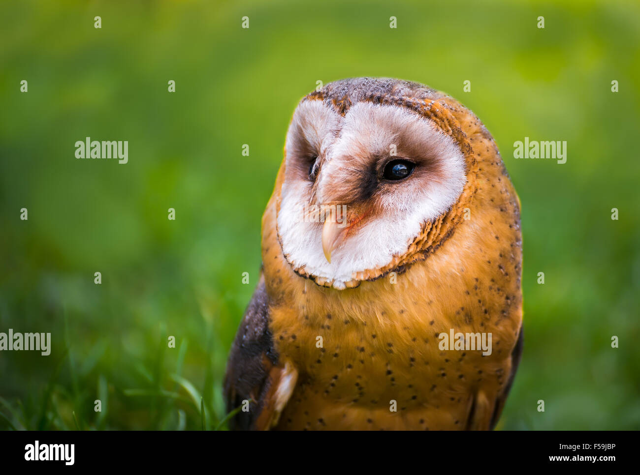 Tyto alba - Close up ritratto di un Barbagianni su sfocato erba verde sullo sfondo Foto Stock
