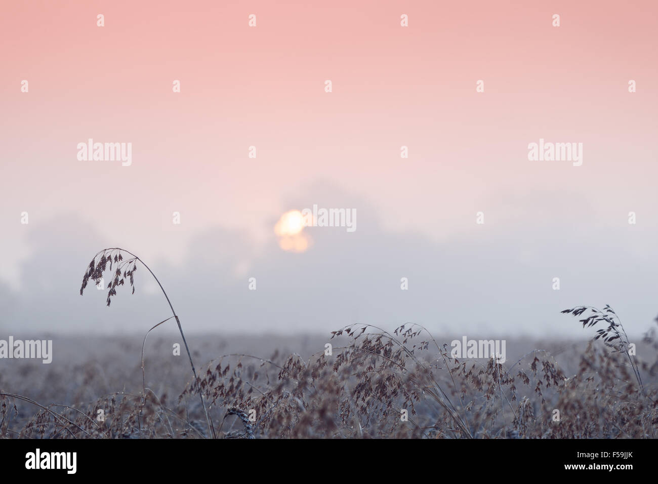 Sole Rosso sorge sulle Misty Campo di grano Foto Stock