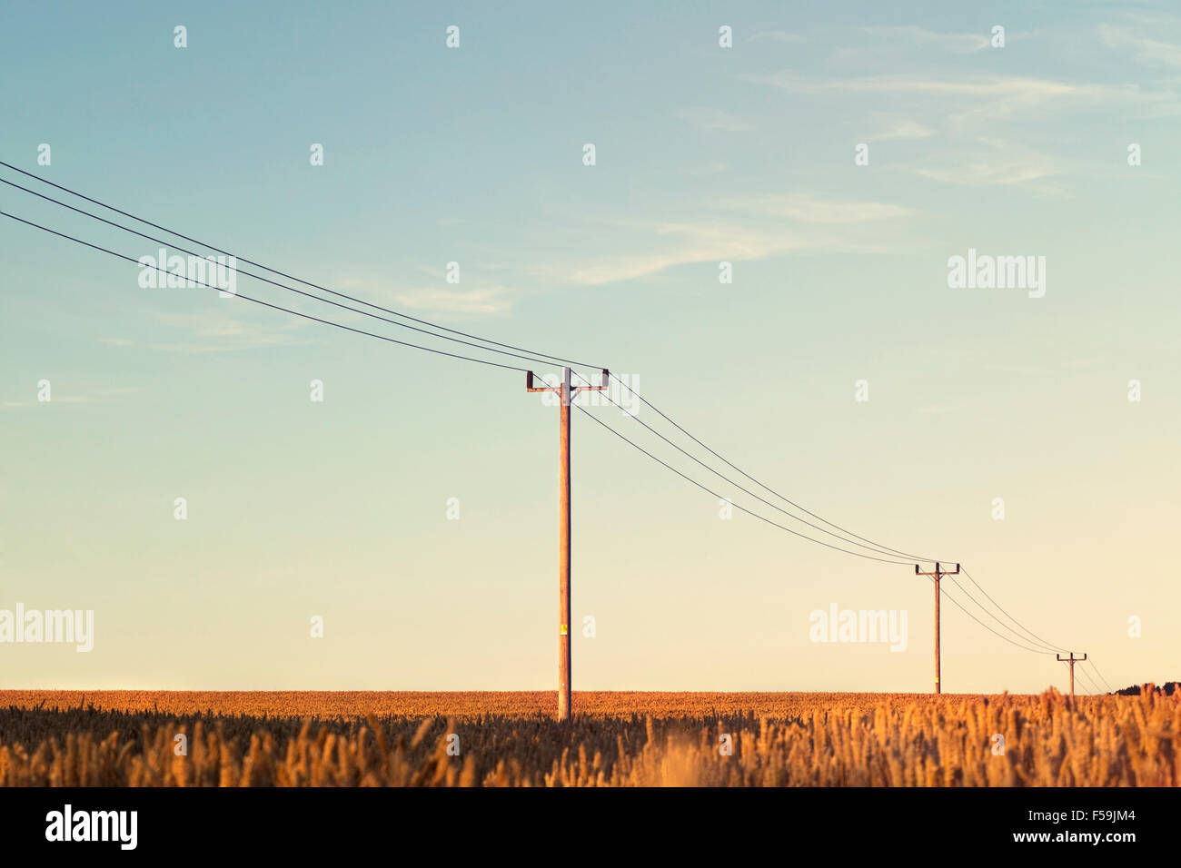 Classiche in legno ad alta tensione posti al centro del campo di grano sul cielo chiaro Foto Stock