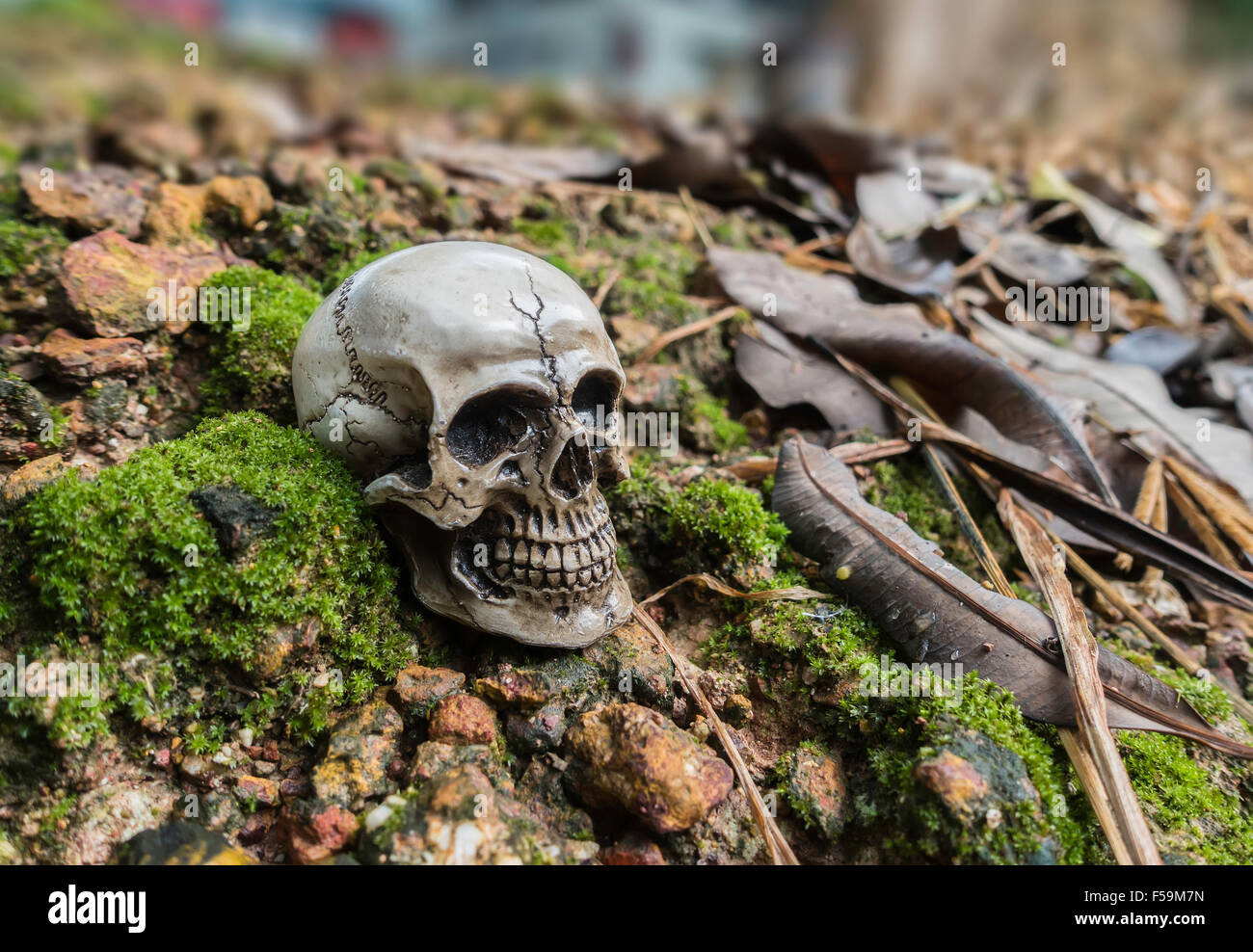 Cranio o scheletro di fotografia umana Foto Stock