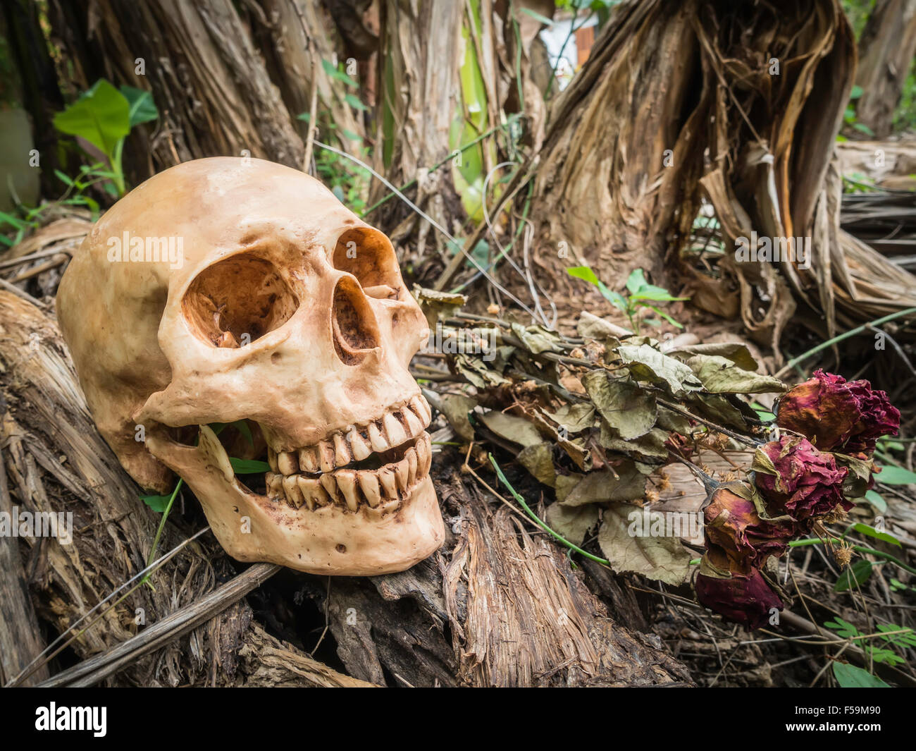 Cranio o scheletro di fotografia umana Foto Stock