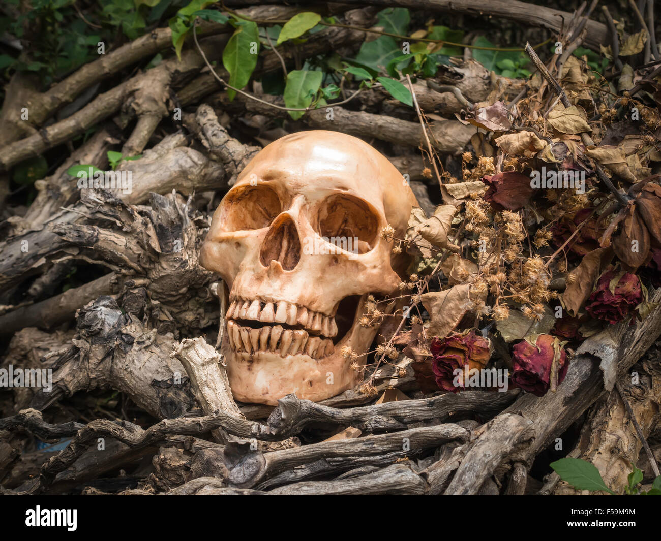 Cranio o scheletro di fotografia umana Foto Stock