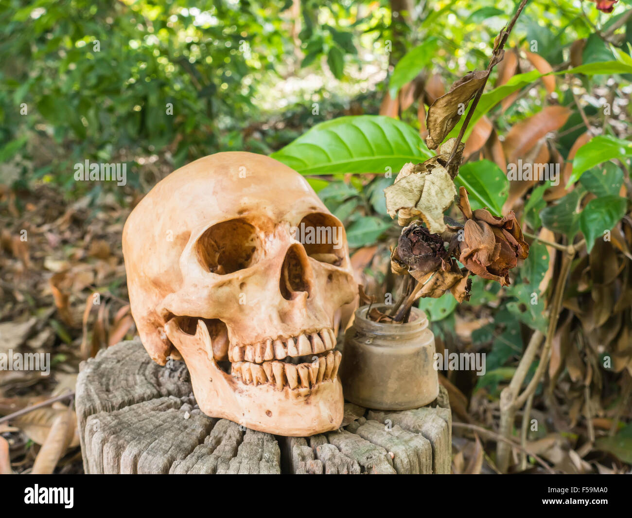 Cranio o scheletro di fotografia umana Foto Stock