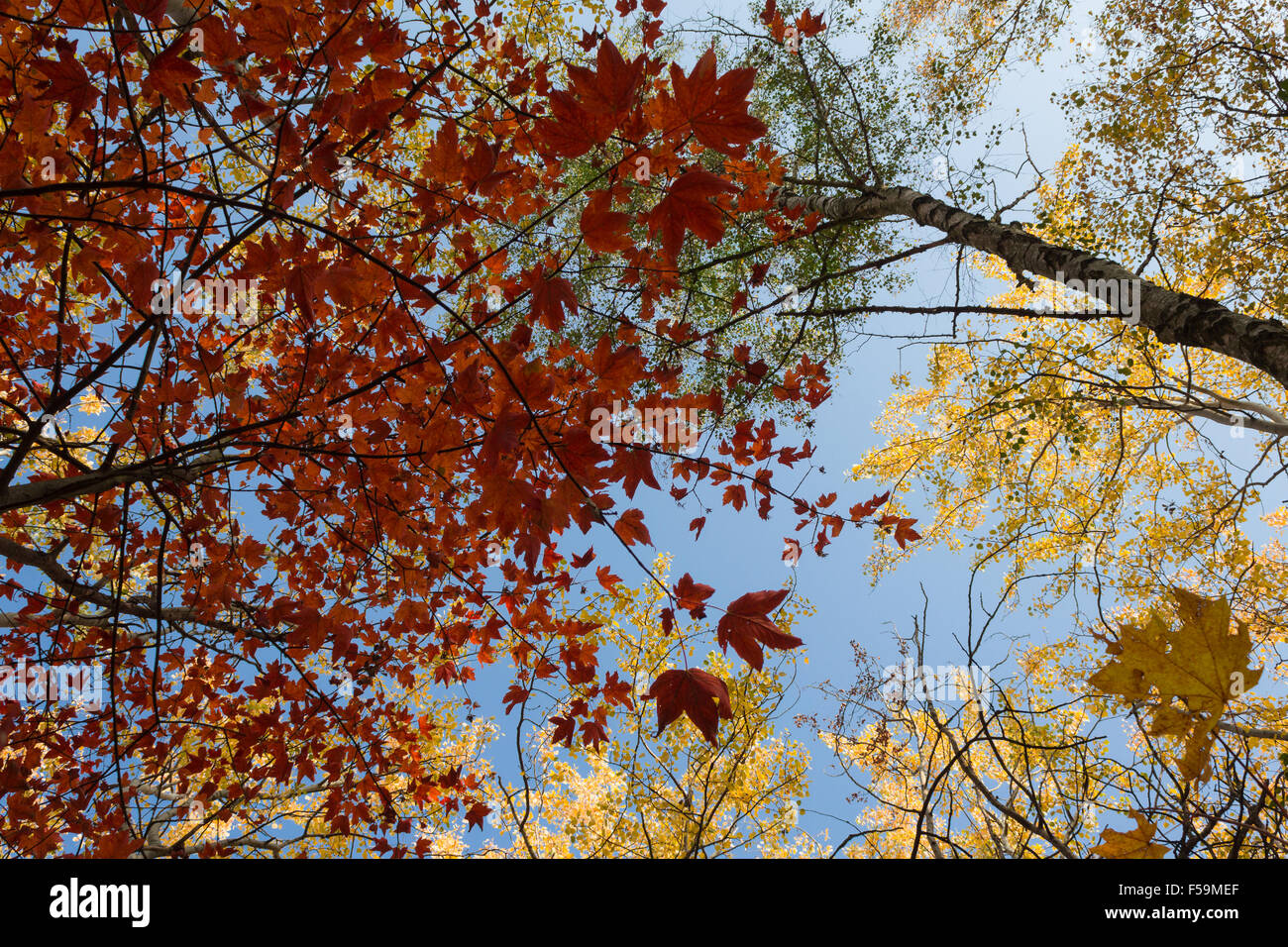 Foglie rosse, foglie d'oro - autunno foresta, autunno Foto Stock