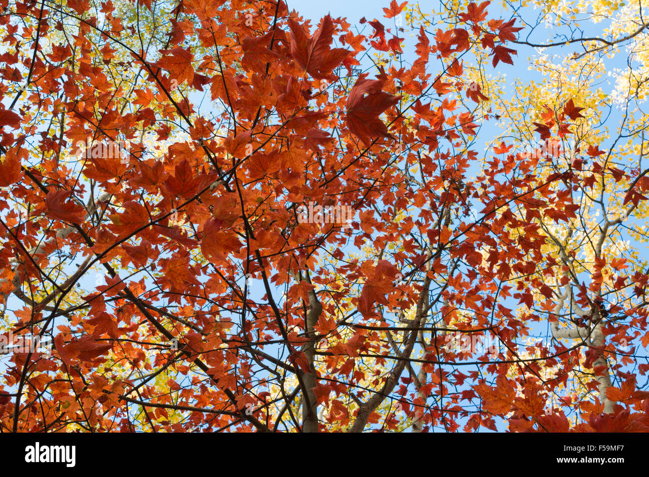 Foglie rosse, foglie d'oro - Foresta di caduta stagione autunnale Foto Stock