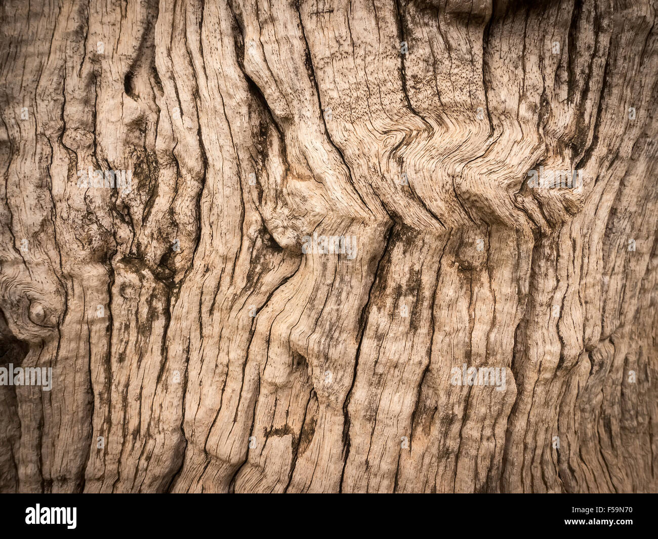 Texture della fotografia ad albero Foto Stock